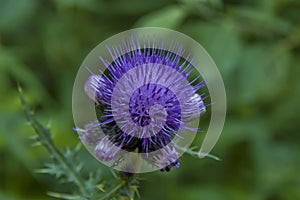 Sunlit mountain glade and bloom thistle or wild purple flower close up, Rila mountain