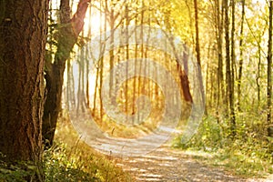 Sunlit nature path photo