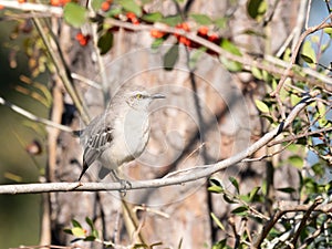 Sunlit Northern Mockingbird Perched on a Small Branch with Yaupon Holly in the Background