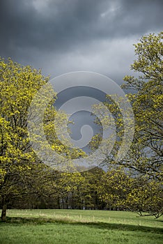 Sunlit oak trees during stormy skies in Spring in English countryside landscape