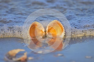 Sunlit Opened Seashell In The Surf