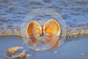 Sunlit Opened Seashell In The Surf photo