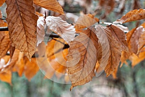 Sunlit Orange and Bronze Autumn Leaves