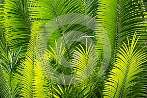 Sunlit palm leaves