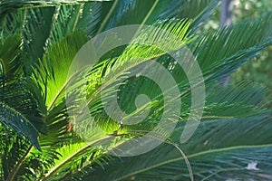 Sunlit palm leaves closeup in green garden