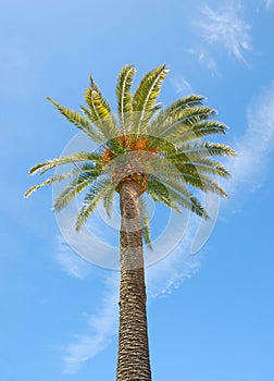 Sunlit Palm Tree