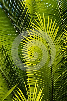 Sunlit palm tree leaves