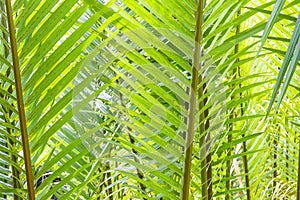 Sunlit palm tree leaves