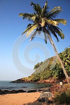 Sunlit palm tree over the beach Goa