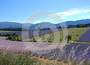 Sunlit panorama of French Provence blooming lavender field picturesque scenery with no people on a sunny summer day