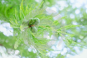 Sunlit pastel cypress branch with lush foliage and green cones