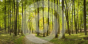 Sunlit Path photo