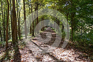 Sunlit Path Through a Forest