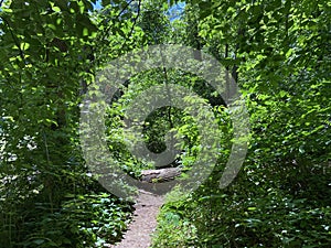 Sunlit Path in the Forest in Spring in May
