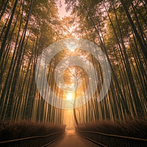 Sunlit Path Through Golden Bamboo Forest