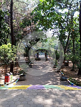 Sunlit path through a green garden, highlighting growth and progress