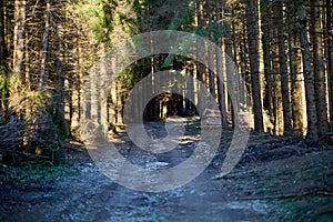 Sunlit path in pine forest with fallen logs and shadows