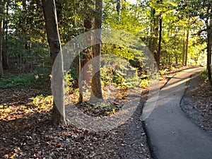 Sunlit paved path in forest