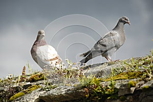 Sunlit Pigeons Sitting on Wall