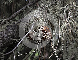 Sunlit Pine Cone in a Dark Forest