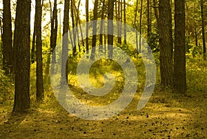 Sunlit pine forest photo