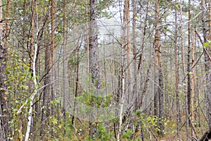 Sunlit pine Forest in the swamp