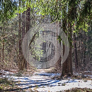 Sunlit pine forest with white snow not yet melted in early spring