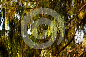 Sunlit Pine Needles in a Serene Forest Canopy photo