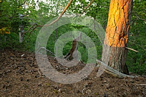 Sunlit pine tree in natural untouched forest