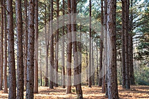 Sunlit Pine Tree Woods Background
