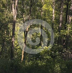 Sunlit Pine Trees Forest