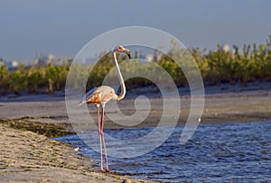 Sunlit Pink Flamingo Standing On The Beach photo
