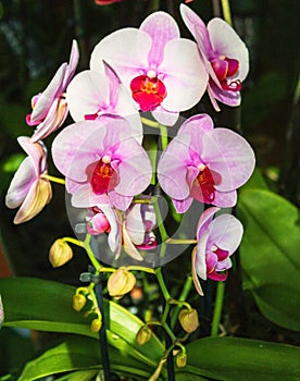 Sunlit pink orchid flowers on display in flower shop