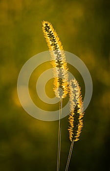 Sunlit plume grass in natural habitat