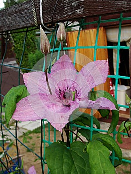 Sunlit Purple Clematis Flower in a Botanical Garden