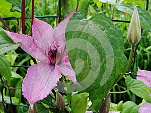 Sunlit Purple Clematis Flower in a Botanical Garden