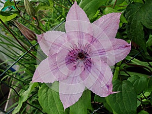 Sunlit Purple Clematis Flower in a Botanical Garden