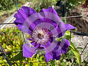 Sunlit Purple Clematis Flower in a Garden