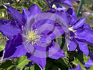 Bagnata dal sole viola fiori aprile primavera 