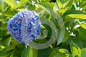 Sunlit purple hydrangea