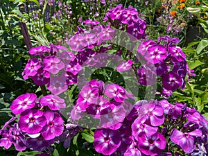 Sunlit Purple and White Hydrangea Flowers in Summer