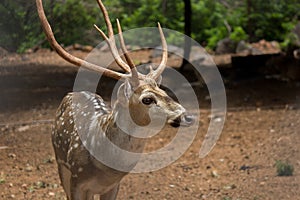 Sunlit red deer, cervus elaphus, stag with new antlers growing facing camera in summer nature. Alert herbivore from side view wit