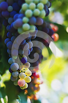 Sunlit red grapes