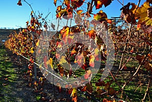 Sunlit red leaf vine row