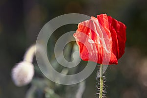 Sunlit Red Poppy Flower in Natural Setting