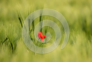 Sunlit Red Wild Poppy,Are Shot With Shallow Depth Of Sharpness, On A Background Of A Wheat Field. Landscape With Poppy. Rural Plot