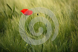 Sunlit Red Wild Poppy,Are Shot With Shallow Depth Of Sharpness, On A Background Of A Wheat Field. Landscape With Poppy. Rural Plot