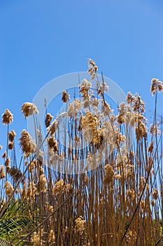 Sunlit reed flower stalks of Phragmites australis with blue sky in the background.