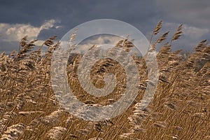 sunlit reed plumes on a dark sky