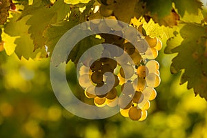 Sunlit Riesling grapes in vineyard